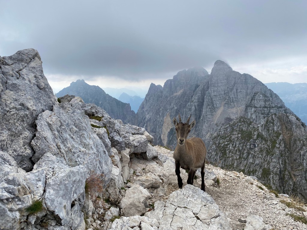 Hiking Cima di Terrarossa: Alpine Views and&nbsp;Wildlife