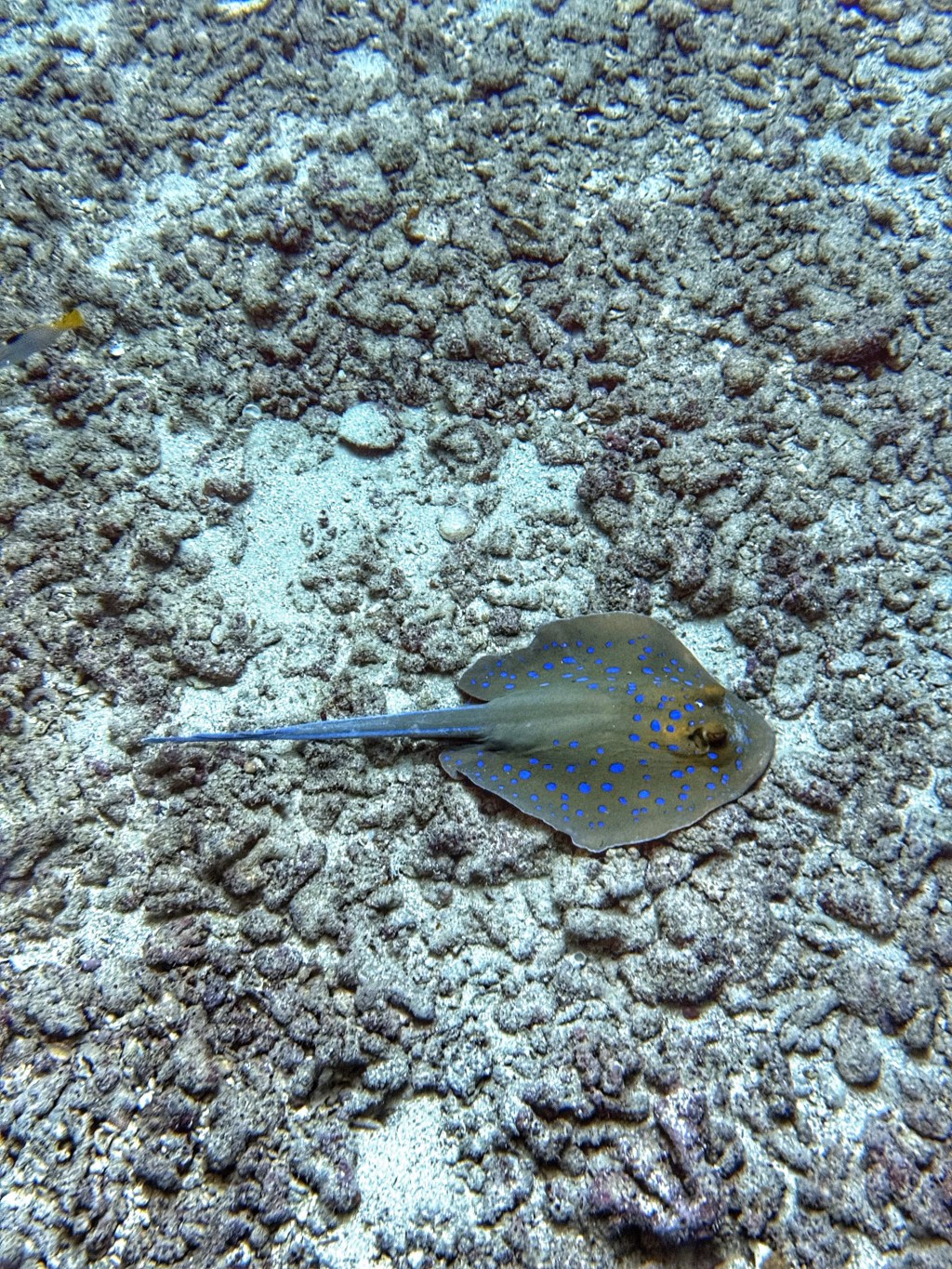 Discovering Diving: Our Liveaboard Adventure in the Red&nbsp;Sea