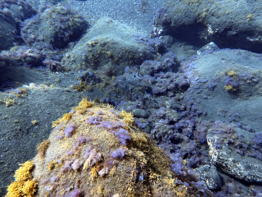 Exploring El Hierro: A Diver’s Paradise in&nbsp;Europe